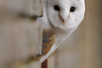 Barn owl