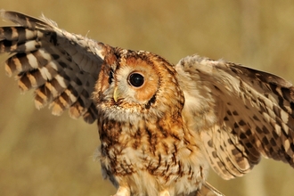 Tawny owl