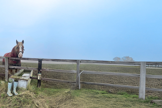 Horse in field with plants and bug hotel