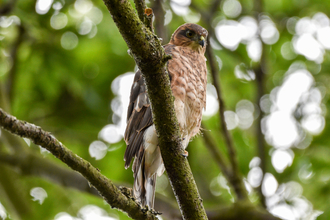 Photo of a bird of prey taken by April Mayne.