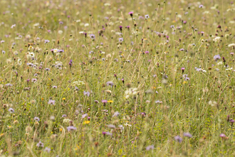 Sheepleas chalk meadow