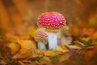 A fly agaric fungus