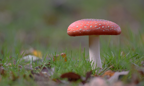 Fly Agaric - Photography Competition 2019