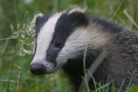 Home | Essex Wildlife Trust