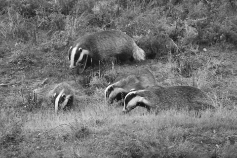 Badger webcam | Essex Wildlife Trust