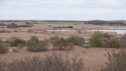 Reedbed