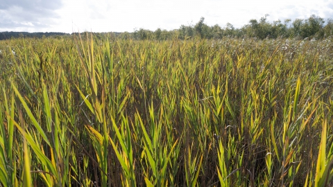 Reedbed