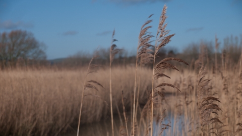 Reedbed