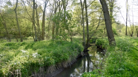 Roman River Valley Nature Reserve | Essex Wildlife Trust