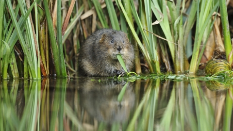 Water Vole eating Terry Whittaker 2020 Vision