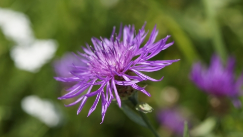 Knapweed