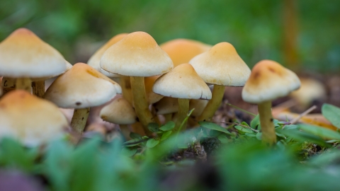 Sulphur tuft mushrooms