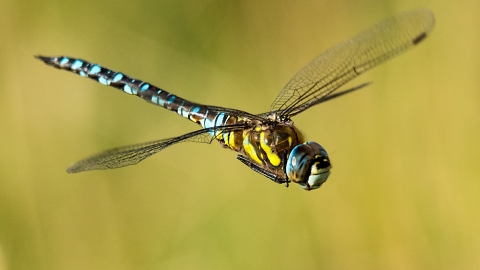 Dragonfly by Peter Hewitt