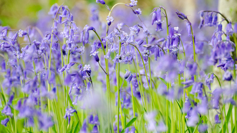 Bluebells - Photo: Josh Raper