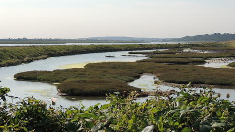 Two Tree Island saltmarsh