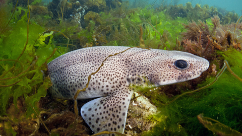 Small spotted catshark