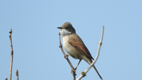 Whitethroat at The Naze