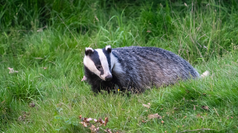 Badger