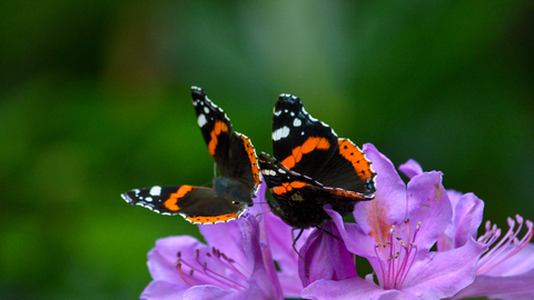 Red admiral butterflies - Photo Laura Cronin