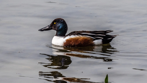 Havering Local Group Monthly Wildlife Walk