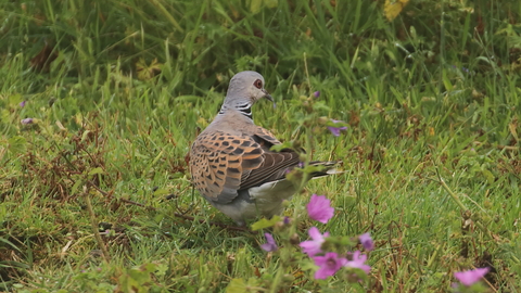 Turtle Dove walking on grass and pink flowers with back to camera