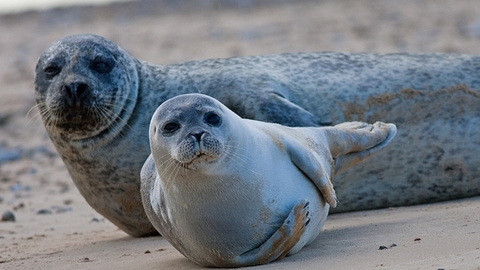 Harbour Seals - Clare Ward