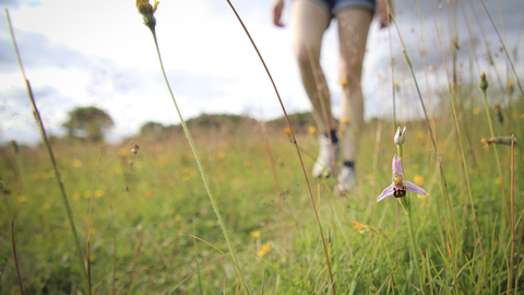 Photo of a person walking in a meadow with flowers