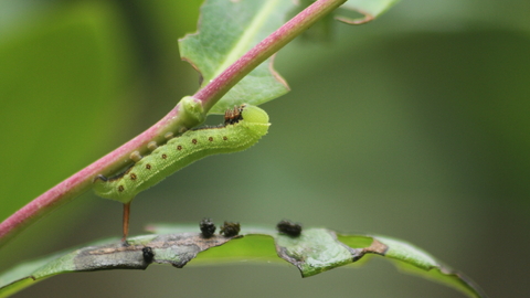 The caterpillar of a broad-bordered bee hawk-moth climbing a honeysuckle stem. It's a green caterpillar with white lines and red dots