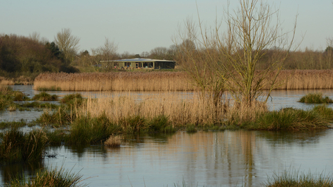 Autumnal shades of brown and green colour this reedy landscape that reflects in the gently rippled water 