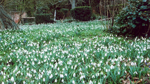 Snow drops at Warley Place