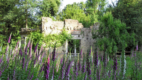 Long fox gloves grow in front of a stone ruin reclaimed by nature as the sun shines on half of it 