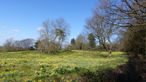 Patches of yellow blooming flowers lead to two trees in the middle of the meadow under a bright blue sky