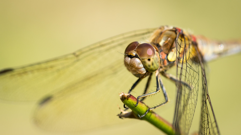 Closeup and Macro