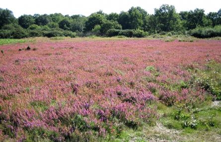 Tiptree Heath