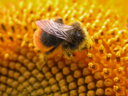 Grounds Development Nectar border