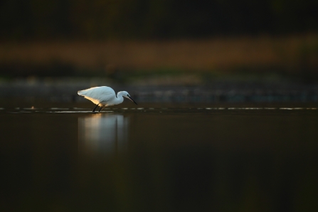 Little Egret Fishing