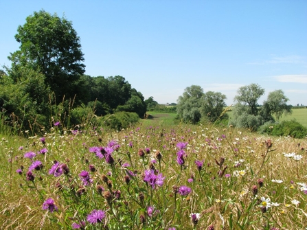 Wildflower meadow