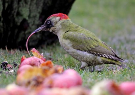 circular bird feeder