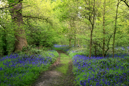 Hanningfield Wood