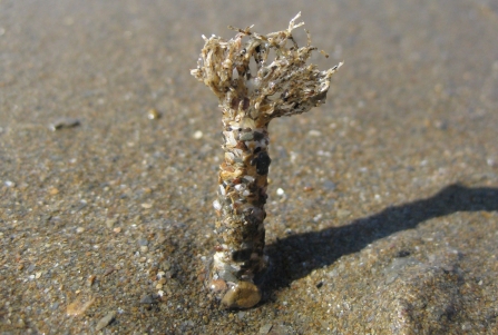 Sand Mason Worm