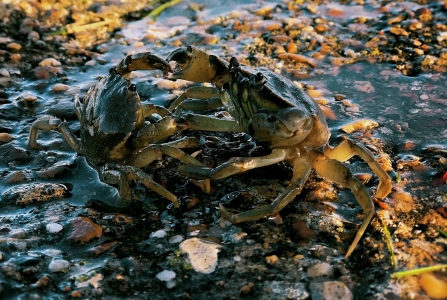 Shore crab