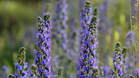 Viper's Bugloss