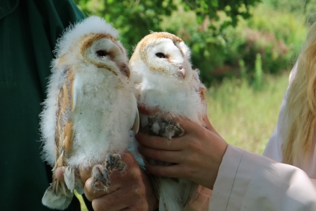 Young Barn Owls