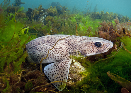 Small spotted catshark