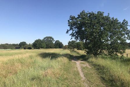 Woodham Fen