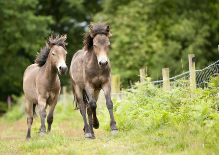 ponies