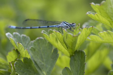 Azure Damselfly - Chris Lawrence