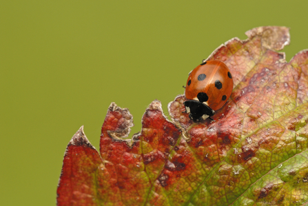 ladybird on leaf