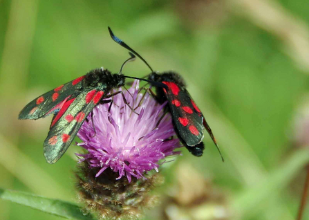 moths on thistle