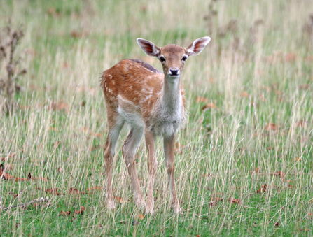 Fallow deer